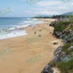 Inicia segundo arribo masivo de tortugas golfinas en Ixtapilla