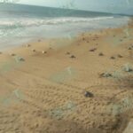 Inicia nueva arribazón de tortugas golfinas en Ixtapilla
