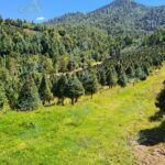 Anuncia Cofom puntos de venta de árboles de Navidad 2022 en Michoacán