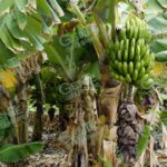 Advierten que las hojas de plátano de los tamales pueden poner en riesgo la salud