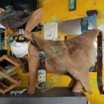 Adiós amigo Pancho Aburto, “Burro Vago”