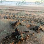 Liberan crías de tortuga Laúd en campamento Taracosta de Playa Azul