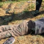 Muere al ser atacado por enjambre de abejas