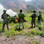 Ejército Mexicano, SEMAR y FGR aseguran y destruyen ocho toneladas de posible mariguana en Aquila y Coalcomán