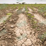Sequía extrema, el mayor impacto del cambio climático: Pato Azulita