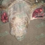 Reportan que jauría de perros mutila tortugas