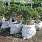 Proyecta puerto LC reforestar 12 mil 500 ejemplares de mangle