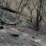 Michoacán redujo 9% la superficie afectada por incendios forestales: Cofom