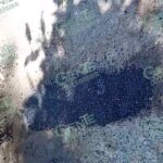 Atiende Gil Ruiz demanda de bachear calles y caminos en Coahuayana