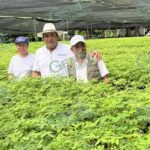 Produce Cofom más de un millón de árboles en vivero Amatique