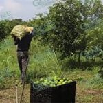 Se reanuda corte de limón en Apatzingán con 300 toneladas