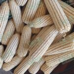 Michoacán, tercer lugar nacional en producción de maíz: Sader