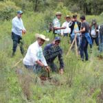 Por cumplirse, meta de reforestación 2023: Cofom