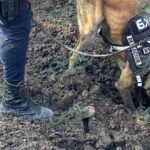 Canes de la Guardia Civil han brindado 61 apoyos para búsqueda de personas, drogas y combate a la delincuencia