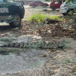 Capturan a cocodrilo en el libramiento carretero de LC