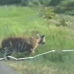 Captan a Tigre de Bengala suelto en ciclovía de Coahuayana
