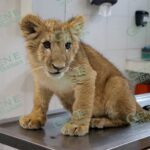 Cachorros felinos rescatados, son atendidos y vivirán en el zoológico de Morelia