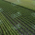 Michoacán, segundo lugar en aportación al PIB primario nacional
