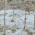 Cae nieve en El Resumidero de la sierra de Coalcomán