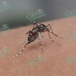 Se dispara dengue; Lázaro tiene 950 casos probables