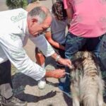 SSM realiza vacunación antirrábica canina y felina casa por casa