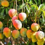 EL BLOQUEO DE EUA A LA EXPORTACIÓN DE MANGO NO AFECTA A LÁZARO CÁRDENAS