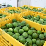 Avanza en Michoacán el Plan de Manejo Agroecológico del Limón