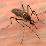 Lázaro sigue batalla contra dengue; registra un deceso y 552 pacientes