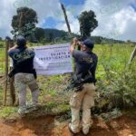 Catean en predio relacionado en delitos contra el ambiente; se detectó tala y plantación de aguacate