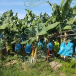 Reanuda Coahuayana corte y comercialización de plátano este martes 3