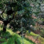 Menor de edad muere electrocutado, en una huerta de aguacate
