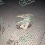 Activistas denuncian envenenamiento masivo de animales en Maravatío: más de 70 víctimas fatales