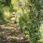Localizan en Jacona cadáver calcinado de un hombre