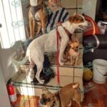 Alertan sobre tres colonias de Morelia, como focos rojos de crueldad animal
