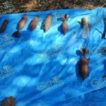 Aseguran 19 artefactos explosivos abandonados en un predio