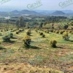 Por tala y plantación de aguacate y chile perón, FGE ejecuta cateo en predio del municipio de Tacámbaro