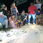 Protege campamento Motín del Oro a la tortuga laúd, especie en extinción