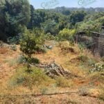 En Ziracuaretiro, cumplimenta FGE cateo en predio relacionado en cultivo ilegal de aguacate