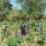 SSP y Defensa destruyen plantío de marihuana en Coahuayana