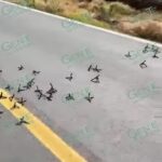 Otro ataque a balazos a policías, ahora fue en Tingüindín