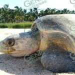 Invitan a la primera arribazón de tortugas en la playa de Ixtapilla