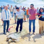 Arranca en Colola Programa de Protección y Conservación de la Tortuga Marina