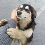 Día Mundial del Perro: Asociaciones llaman a reflexionar sobre abandono y maltrato animal