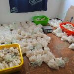 Fuerzas federales y estatales detienen a dos hombres y aseguran narco laboratorio