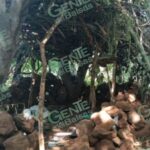 SSP y Defensa destruyen campamento de la delincuencia organizada