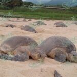 CORREDOR TURÍSTICO CITLALCÓATL BUSCA REVIVIR LA RUTA DE LA TORTUGA MARINA