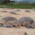 Invitan a hacer turismo ecológico con arribazones de tortugas marinas