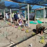 Campamento tortuguero El Habillal, cerca de incubar mil nidos