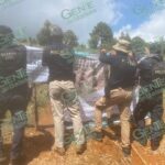 Cumplimenta FGE cateo en predio relacionado con tala ilegal y plantación de aguacate en Erongarícuaro
