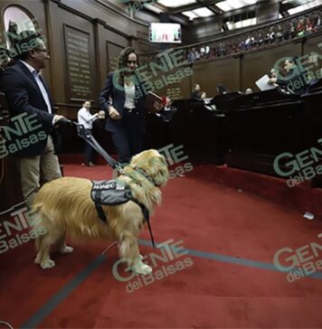 Congreso del Estado aprueba que personas con discapacidad se desplacen libremente con animales de asistencia